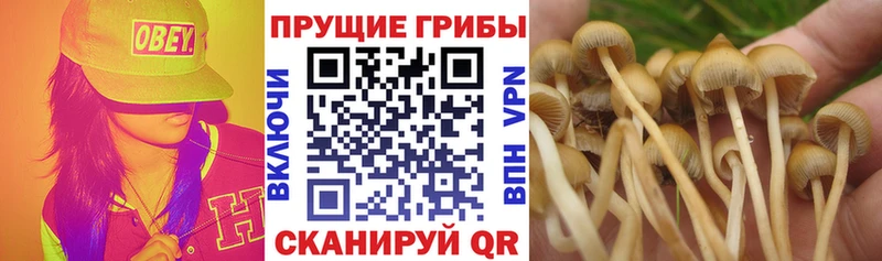 Галлюциногенные грибы Cubensis  mega зеркало  Калининец 